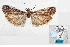  ( - BC ZSM Lep 103051)  @11 [ ] SNSB, ZSM (2018) Dr. Andreas H. Segerer ZSM