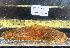  ( - BHAK-12826)  @11 [ ] CreativeCommons Attribution Non-Commercial No Derivatives (2025) Matt Lemay Hakai Institute