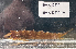  (Gibbonsia - BHAK-12758)  @11 [ ] CreativeCommons Attribution Non-Commercial No Derivatives (2025) Matt Lemay Hakai Institute