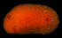  ( - BMBM-0002)  @11 [ ] CreativeCommons - Attribution Non-Commercial Share-Alike (2017) Matthieu Leray Smithsonian Institution