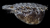  (Elthusa californica - BMBM-0071)  @11 [ ] CreativeCommons - Attribution Non-Commercial Share-Alike (2017) Matthieu Leray Smithsonian Institution