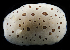  ( - BMBM-0087)  @11 [ ] CreativeCommons - Attribution Non-Commercial Share-Alike (2017) Matthieu Leray Smithsonian Institution