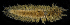  (Eunoe sp. FHL 1 - BMBM-0112)  @11 [ ] CreativeCommons - Attribution Non-Commercial Share-Alike (2017) Matthieu Leray Smithsonian Institution