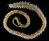  (Alitta FHL_1 - BMBM-0168)  @11 [ ] CreativeCommons - Attribution Non-Commercial Share-Alike (2017) Matthieu Leray Smithsonian Institution