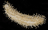  ( - BMBM-0173)  @11 [ ] CreativeCommons - Attribution Non-Commercial Share-Alike (2017) Matthieu Leray Smithsonian Institution