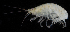  (Gnathopleustes serratus - BMBM-0614)  @11 [ ] CreativeCommons - Attribution Non-Commercial Share-Alike (2017) Matthieu Leray Smithsonian Institution