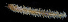  ( - BMBM-0623)  @11 [ ] CreativeCommons - Attribution Non-Commercial Share-Alike (2017) Matthieu Leray Smithsonian Institution