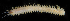  ( - BMBM-0625)  @11 [ ] CreativeCommons - Attribution Non-Commercial Share-Alike (2017) Matthieu Leray Smithsonian Institution