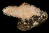  (Eupentacta pseudoquinquesemita - BMBM-0776)  @11 [ ] CreativeCommons - Attribution Non-Commercial Share-Alike (2017) Matthieu Leray Smithsonian Institution