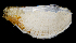  ( - BMBM-0797)  @11 [ ] CreativeCommons - Attribution Non-Commercial Share-Alike (2017) Matthieu Leray Smithsonian Institution