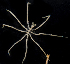  (Nymphon pixellae - BMBM-0824)  @11 [ ] CreativeCommons - Attribution Non-Commercial Share-Alike (2017) Matthieu Leray Smithsonian Institution