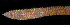  (Scoloplos acmeceps - BMBM-0843)  @11 [ ] CreativeCommons - Attribution Non-Commercial Share-Alike (2017) Matthieu Leray Smithsonian Institution