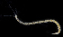  ( - BMBM-0848)  @11 [ ] CreativeCommons - Attribution Non-Commercial Share-Alike (2017) Matthieu Leray Smithsonian Institution