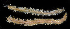  ( - BMBM-0854)  @11 [ ] CreativeCommons - Attribution Non-Commercial Share-Alike (2017) Matthieu Leray Smithsonian Institution