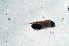  (Ectinosoma melaniceps - BMBM-1011)  @11 [ ] CreativeCommons - Attribution Non-Commercial Share-Alike (2017) Matthieu Leray Smithsonian Institution