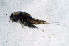  (Dactylopusia sp. FHL 2 - BMBM-1014)  @11 [ ] CreativeCommons - Attribution Non-Commercial Share-Alike (2017) Matthieu Leray Smithsonian Institution