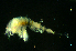  (Amphiascopsis cinctus - BMBM-1088)  @11 [ ] CreativeCommons - Attribution Non-Commercial Share-Alike (2017) Matthieu Leray Smithsonian Institution