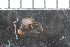  ( - FinAcal03)  @11 [ ] CreativeCommons - Attribution Non-Commercial Share-Alike (2015) UoB, Norway University of Bergen, Natural History Collections