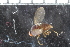  (Leucopis sp - FinAcal04)  @12 [ ] CreativeCommons - Attribution Non-Commercial Share-Alike (2015) UoB, Norway University of Bergen, Natural History Collections