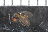  ( - FinAcal05)  @12 [ ] CreativeCommons - Attribution Non-Commercial Share-Alike (2015) UoB, Norway University of Bergen, Natural History Collections