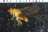  ( - FinAcal08)  @11 [ ] CreativeCommons - Attribution Non-Commercial Share-Alike (2015) UoB, Norway University of Bergen, Natural History Collections