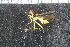  ( - FinAcal43)  @11 [ ] CreativeCommons - Attribution Non-Commercial Share-Alike (2015) UoB, Norway University of Bergen, Natural History Collections