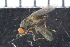  ( - FinAcal52)  @11 [ ] CreativeCommons - Attribution Non-Commercial Share-Alike (2015) UoB, Norway University of Bergen, Natural History Collections