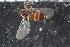  (Anapausis sp - FinAcal55)  @11 [ ] CreativeCommons - Attribution Non-Commercial Share-Alike (2015) UoB, Norway University of Bergen, Natural History Collections