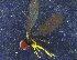  ( - PIP002)  @11 [ ] CreativeCommons - Attribution Non-Commercial Share-Alike (2015) UoB, Norway University of Bergen, Natural History Collections