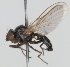  (Agromyza bicaudata - KWi-124)  @11 [ ] CreativeCommons - Attribution Non-Commercial (2012) Marko Mutanen University of Oulu
