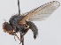  (Agromyza erythrocephala - KWi-127)  @11 [ ] CreativeCommons - Attribution Non-Commercial (2012) Marko Mutanen University of Oulu