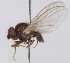  (Agromyza reptans - KWi-132)  @12 [ ] CreativeCommons - Attribution Non-Commercial (2012) Marko Mutanen University of Oulu