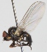  (Cerodontha pygmaea - KWi-156)  @12 [ ] CreativeCommons - Attribution Non-Commercial (2012) Marko Mutanen University of Oulu