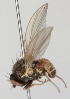  (Phytomyza abdominalis - KWi-173)  @12 [ ] CreativeCommons - Attribution Non-Commercial (2012) Marko Mutanen University of Oulu