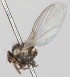  (Phytomyza pullula - KWi-368)  @11 [ ] CreativeCommons - Attribution Non-Commercial (2012) Marko Mutanen University of Oulu
