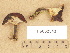  ( - H6002543)  @11 [ ] Copyright (2012) Diana Weckman Botanical Museum, Finnish Museum of Natural History, University of Helsinki