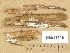  ( - H6011706)  @11 [ ] Copyright (2012) Diana Weckman Botanical Museum, Finnish Museum of Natural History, University of Helsinki