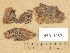 (Peniophora pini - H6011967)  @11 [ ] Copyright (2013) Diana Weckman Botanical Museum, Finnish Museum of Natural History, University of Helsinki
