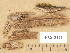  (Tubulicrinis inornatus - H6012121)  @11 [ ] Copyright (2012) Diana Weckman Botanical Museum, Finnish Museum of Natural History, University of Helsinki