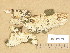  (Hyphodontia radula - H6012403)  @11 [ ] Copyright (2014) Diana Weckman Botanical Museum, Finnish Museum of Natural History, University of Helsinki