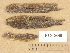  (Dacrymyces stillatus - H6012445)  @11 [ ] Copyright (2012) Diana Weckman Botanical Museum, Finnish Museum of Natural History, University of Helsinki