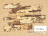  (Dacryobolus - H6012452)  @11 [ ] Copyright (2014) Diana Weckman Botanical Museum, Finnish Museum of Natural History, University of Helsinki