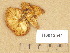  ( - H6012541)  @11 [ ] Copyright (2012) Diana Weckman Botanical Museum, Finnish Museum of Natural History, University of Helsinki