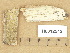  ( - H6012542)  @11 [ ] Copyright (2012) Diana Weckman Botanical Museum, Finnish Museum of Natural History, University of Helsinki