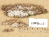  ( - H6012682)  @11 [ ] Copyright (2012) Diana Weckman Botanical Museum, Finnish Museum of Natural History, University of Helsinki