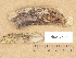  ( - H6012683)  @11 [ ] Copyright (2012) Diana Weckman Botanical Museum, Finnish Museum of Natural History, University of Helsinki
