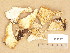  ( - H6012774)  @11 [ ] Copyright (2014) Diana Weckman Botanical Museum, Finnish Museum of Natural History, University of Helsinki