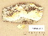  ( - H6012796.1)  @11 [ ] Copyright (2013) Diana Weckman Botanical Museum, Finnish Museum of Natural History, University of Helsinki