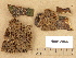  (Porodaedalea chrysoloma - H6012946)  @11 [ ] Copyright (2012) Diana Weckman Botanical Museum, Finnish Museum of Natural History, University of Helsinki