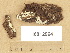  (Hypochnicium polonense - H6012964)  @11 [ ] Copyright (2012) Diana Weckman Botanical Museum, Finnish Museum of Natural History, University of Helsinki